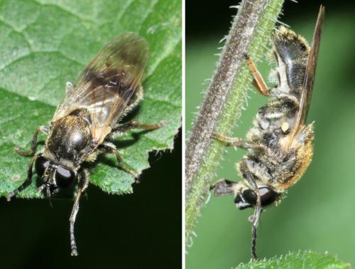 Myolepta sp.